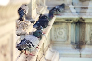 How to Keep Birds off Your Roof